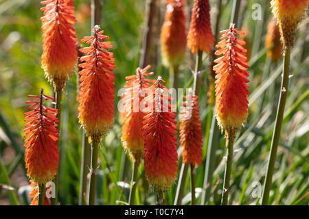 Kniphofia ist ein immergrüne Staude Blüte im Garten Anlage mit orange rot tubular Blütenstände und Gelb an der Basis und Blätter wölben. Stockfoto