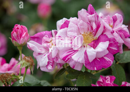 Eine alte Rose von der Gallica rose Gruppe mit ausgeprägten blass rosa-weiß gestreiften halb gefüllten Blüten im Sommer. Stockfoto