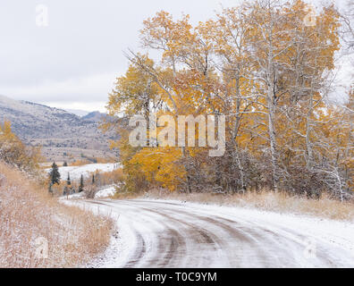 Verschneite Landstraße mit goldenen Blätter auf Aspen Bäume und Herbstlaub am Straßenrand. Stockfoto