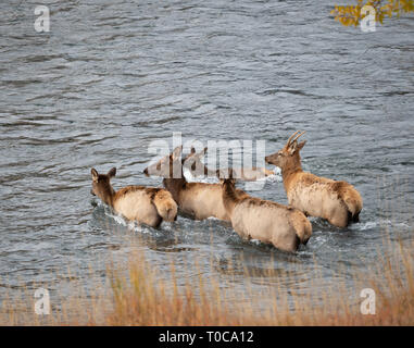 Bull elk und vier cow Elk den Yellowstone River Crossing im Herbst. Stockfoto