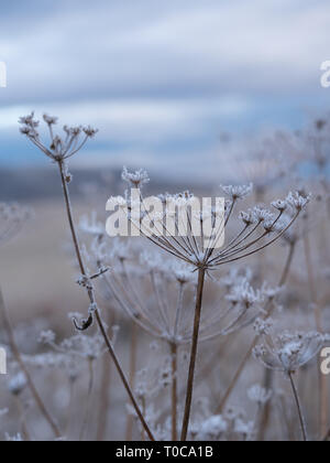 Nahaufnahme eines getrocknet, verschneite Blüte mit zarten Stielen. Geringe Tiefenschärfe. Blue Sky ist im Hintergrund. Stockfoto