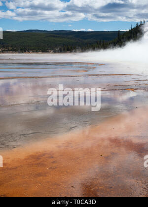 Die Grand Prismatic Spring im Yellowstone National Park mit Dampf stieg aus dem Wasser und einem Hügel mit immergrünen Bäumen im Hintergrund. Stockfoto