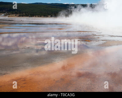 Die Grand Prismatic Spring im Yellowstone National Park mit Dampf stieg aus dem Wasser und einem Hügel mit immergrünen Bäumen im Hintergrund. Stockfoto