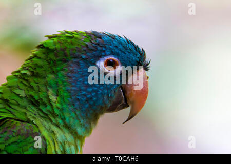 Blau gekrönt Sittich, Thectocercus acuticaudatus, Jurong Bird Sanctuary, Singapur Stockfoto