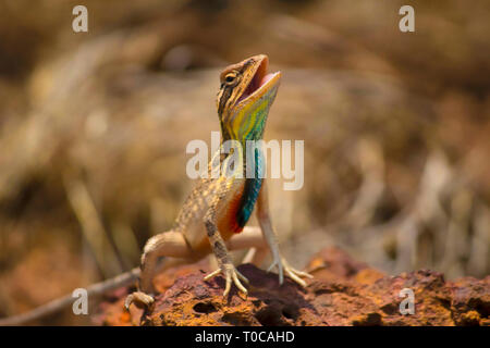 Ventilator Throated Eidechse, Sitana ponticeriana, Nahaufnahme, Satara, Maharashtra, Indien Stockfoto