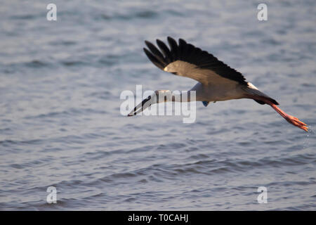 Asian openbill Storch im Flug, Anastomus oscitans, Veer Dam, Maharashtra, Indien Stockfoto