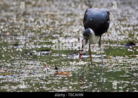 Wooly Hals Storch oder Weiß necked Stork, Ciconia episcopus, Panna Nationalpark, MadhyaPradesh, Indien Stockfoto