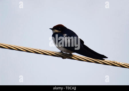 Rauchschwalbe am weitesten verbreiteten Fischarten der Welt schlucken, Hirundo rustica, Indien. Stockfoto