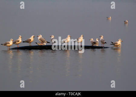 Schwarze Leitung Möwen, Chroicocephalus ridibundus, Indien. Stockfoto