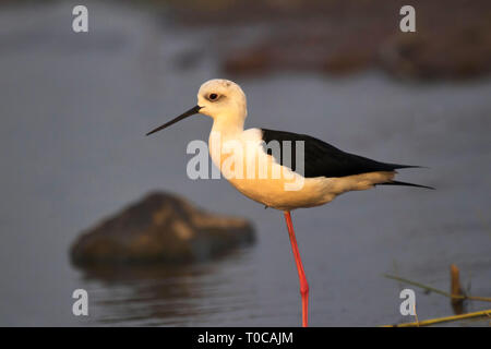 Schwarz geflügelte Stelzenläufer, Himantopus himantopus, Indien. Stockfoto