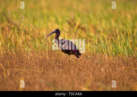 Glossy Ibis, Plegadis falcinellus, Indien. Stockfoto