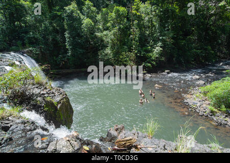 Familie Schwimmen bei Nandroya fällt in Wooroonooran National Park, Far North Queensland, FNQ, QLD, Australien Stockfoto