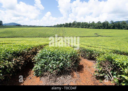 Blick auf einer Teeplantage in den Atherton Tablelands, Far North Queensland, FNQ, QLD, Australien Stockfoto