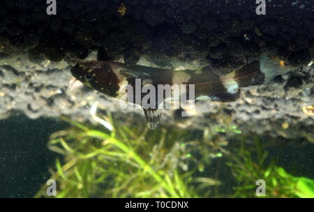 Zwerg bumblebee Wels, Pseudomystus leiacanthus Stockfoto