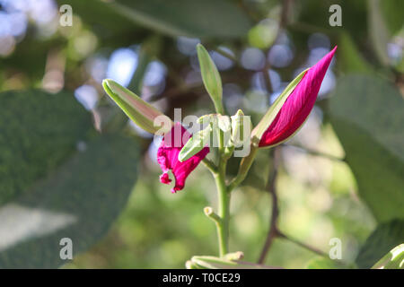 In der Nähe der Knospen von Lila bauhinia Blumen/lila Orchidee Blumen Stockfoto