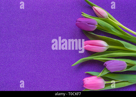 Lila und rosa Tulpen auf lila Glitzer Hintergrund mit Kopie Raum Stockfoto