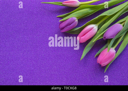 Lila und rosa Tulpen auf lila Glitzer Hintergrund mit Kopie Raum Stockfoto