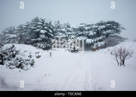 Erhaltene Zedern aus dem Tannourine finden Wald werden durch den frischen Schnee im Winter abgedeckt und einem saisonalen Landschaft erstellen, im Libanon. Stockfoto