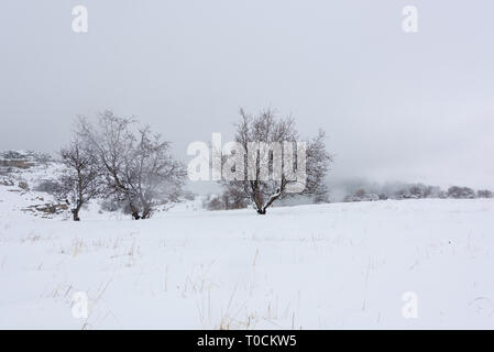 Ein toter einsamer Baum wird durch Schneefall in einer Winterlandschaft, mit einem hölzernen Zaun um einen schneebedeckten Feld in Tannourine Zeder, Libanon. Stockfoto