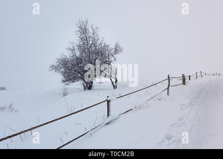 Ein toter einsamer Baum wird durch Schneefall in einer Winterlandschaft, mit einem hölzernen Zaun um einen schneebedeckten Feld in Tannourine Zeder, Libanon. Stockfoto