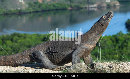 Komodo Drache. Der Drache hob den Kopf. Wissenschaftlicher Name: Varanus Komodoensis. Indonesien. Insel Rinca. Stockfoto