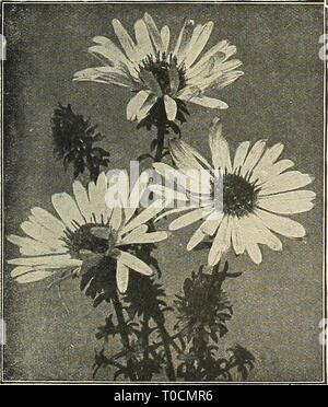 Dreer's Garten Buch 1916 (1916) Dreer's Garten Buch 1916 dreersgardenbook 1916 henr Jahr: 1916 Japanische Weiss Hardy Hardy Aster Astern, oder Astern FALLEN - blühende HARDY ASTERN. (Astern, oder Starworts.) Dies sind nur einige der auffälligsten unserer späten - blühende winterharte Pflanzen, geben eine Fülle von Bloom im September und Oktober, eine Jahreszeit, wenn die meisten anderen hardy Blumen Vergangenheit sind, und für die beste Wirkung sollte in Massen von einer Farbe gepflanzt werden. Sie wachsen in jedem Boden. Die Sammlung angeboten unterhalb der erlesensten Sorten hergestellt ist, ist nur dann, den schmächtigen Art beseitigt werden. Stockfoto