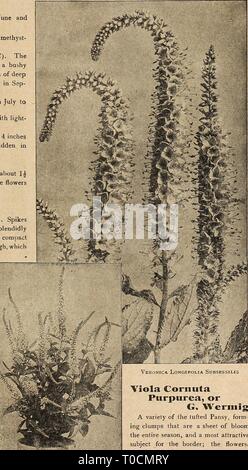 Dreer's Garten Buch 1920 (1920) Dreer's Garten Buch 1920 dreersgardenbook 1920 henr 0 Jahr: 1920 Viola sororia Purpurea Viola sororia Purpurea, oder G. Werraig eine Vielzahl der getuftete Stiefmütterchen, form-ing Klumpen, die sind ein Blatt Blüte der gesamten Saison, und zwar von der attraktiven Betreff für die Grenze; die Blumen> die im allgemeinen Aussehen eng die Prinzessin von Wales Violett ähneln, machen es zu einem herrlichen Ersatz für letztere während der Sommermonate, wenn diese nicht. (Siehe .) 20 cts. Jedes; $ 2,00 pro dtz.; $ 10,00 pro 100. Bratschen, oder GETUFTET PAISSIES (Vida Comuta) der verbesserten f Stockfoto