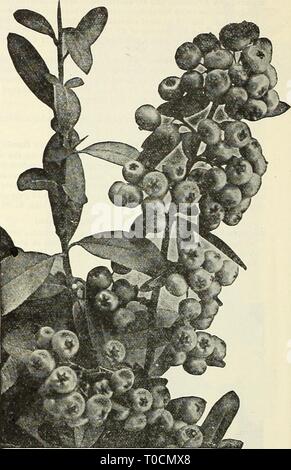 Dreer's Garten Buch 1931 (1931) Dreer's Garten Buch 1931 dreersgardenbook 1931 henr Jahr: 1931 Doppel blühenden Pfirsich Holzbär (Crataegus) Coccine.^^ LALA ICH Holzbär (Crataegus) Coccinea Lalandi (firethorn oder Evergreen Thorn), gibt es keine andere fruchtkörper immergrüne Strauch, so ist das ganze Jahr über attraktiv wie dieses feurige Thorn und die in jedem ziemlich sonnige Position gelingen, die Entwicklung in eine formschöne Anlage 6 oder mehr Meter hoch; sie kann entweder im Zusammenhang mit anderen Sträuchern oder als einzelne Muster gepflanzt werden oder mit wunderbare Wirkung gegen eine Wand ausgebildet werden. Seine große Traversen von w Stockfoto