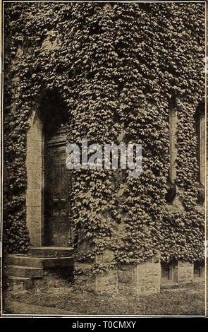 Dreer's Garten Buch 1919 (1919) Dreer's Garten Buch 1919 dreersgardenbook 1919 henr Jahr: 1919 Stockfoto