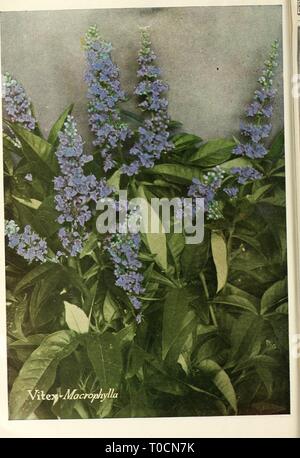 Dreer's Garten Buch 1927 (1927) Dreer's Garten Buch 1927 dreersgardenbook 1927 henr Jahr: 1927 Stockfoto