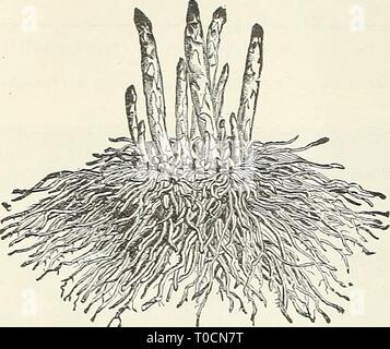 Dreer's Garten Buch 1930 (1930) Dreer's Garten Buch 1930 dreersgardenbook 1930 henr Jahr: 1930 Gemüse Pflanzen, Wurzeln und Kräutern vollständige Beschreibung der verschiedenen Sorten unter Angeboten unter ihren jeweiligen Köpfe im Gemüsesaatgut" in diesem Katalog gefunden werden, auf den Seiten 3 bis 47. Spargel Wurzel pro dtz. pro 100 Artischocken. Dreer in Ausgewählte große Green Globe. Von ausgewählten französischen Samen produziert. Topf - gezüchtete Pflanzen im April und Mai 1 $ 50 $ 10 00 Spargel Wurzeln. Wir können die Sorten unter den gewählten Ein-Jahr-alten Wurzeln aufgeführten Nachweise. Wir haben noch zwei Jahre oder älter Lager Griff, Stockfoto