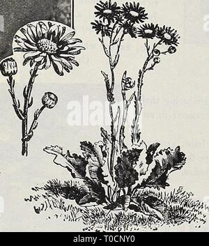 Dreer's Garten Buch 1918 (1918) Dreer's Garten Buch 1918 dreersgardenbook 1918 henr Jahr: 1918 Sbnecio Pulchbr Scabiosa caucasica SCABIOSA schöne Rabattenpflanze, Erfolg in jedem normalen Boden wenn gut entwässerte und in sonniger Lage, und sollte in jedem Garten, wo Schneiden flow-ers wollte angebaut werden; sie lange Zeit gepflückt und in Wasser gestellt. Caucasica {Blue Bonnet). Eine weiche und bezaubernde Schatten von Lavendel und beginnt im Juni blühen, werfen - ing Stängel bis September 18 und 24 Zoll hoch. (Siehe .) - Alba. Eine reine weiße Sorte. Japonica. Lavendel-blau Blumen, in der Blüte von Juli Stockfoto