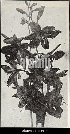Dreer's Garten Buch 1917 (1917) Dreer's Garten Buch 1917 dreersgardenbook 1917 henr Jahr: 1917 Stockfoto
