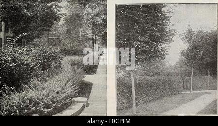 Dreer's Garten Buch 1918 (1918) Dreer's Garten Buch 1918 dreersgardenbook 1918 henr Jahr: 1918 Amabllis Weigelia Weigelia Rosea. Eine schöne, Rosa. 35 cts. Jedes. - Candida. Feine Pure White; Blumen groß. 35 cts. Jedes. - Rosea. Rosigen Carmine. 35 cts. Jedes. - Rosea Nana Variegata. Schön, klar definierten varie- tung, wie Grün, Gelb und Rosa in seiner Blätter, Blumen zarten Rosa. 35 cts. Jedes. - Eva Rathke. Die feinsten Weigelia in Anbau; Blüte - ing kontinuierlich den ganzen Sommer und Herbst; von einem reichen ruby Carmine. 35 cts. Jedes. Hinweis. - Sträucher geliefert werden Stockfoto