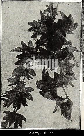 Dreer's Garten Buch 1917 (1917) Dreer's Garten Buch 1917 dreersgardenbook 1917 henr Jahr: 1917 Stockfoto