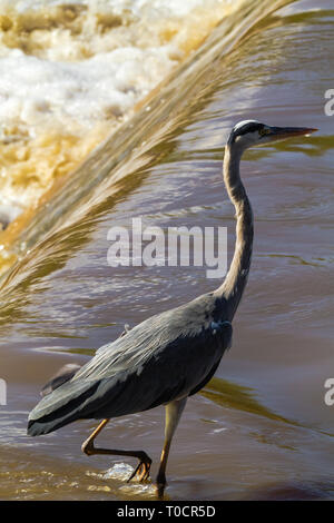 Graureiher am Ufer des Flusses. Grumeti River, Serengeti, Afrika Stockfoto