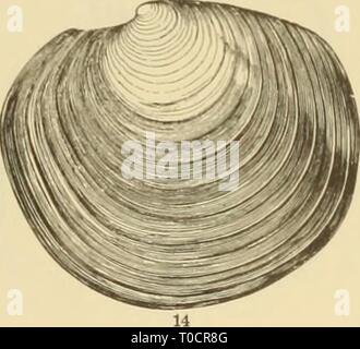 East Coast Marine Muscheln; Beschreibungen Stockfoto