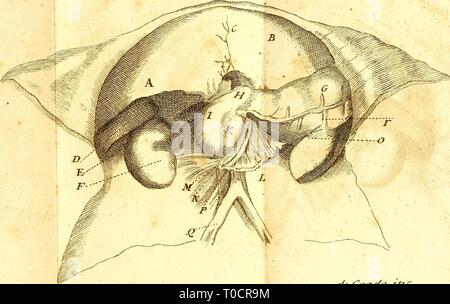 Elementa Elementa physiologiae physiologiae corporis Humani Corporis humani.. elementaphysiolo 07 Hall Jahr: 1776-rJ JrJall^^^J/Siol, TonvV/l r^. 'A.I Dc (^/^ ac/o-Tnc Stockfoto