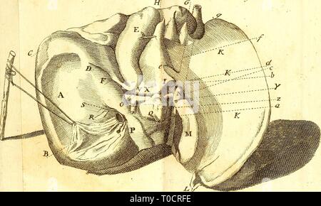 Elementa Elementa physiologiae physiologiae corporis Humani Corporis humani.. elementaphysiolo 07 Hall Jahr: 1776 Mal/eirJ^/j^ swl Toni, VIJ. P'1 cle G-r £ u/o/Öffner Stockfoto