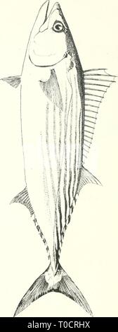 Essbare Fische und Krebstiere von essbaren Fische und Krebstiere von New South Wales ediblefishescrus 00 ogiluoft Jahr: 1893 I Stockfoto