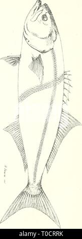 Essbare Fische und Krebstiere von essbaren Fische und Krebstiere von New South Wales ediblefishescrus 00 ogiluoft Jahr: 1893 p Stockfoto