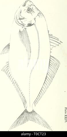 Essbare Fische und Krebstiere von essbaren Fische und Krebstiere von New South Wales ediblefishescrus 00 ogiluoft Jahr: 1893 f I I' Stockfoto