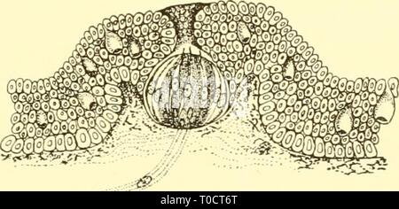 Die knorpelfischen Fische (1934) den knorpelfischen Fische elasmobranchfish 03 dani Jahr: 1934 Abb. 249. Eeceptor Zellen und Kabelverschraubung Zellen in einer Ampulle des Lorenzini. (Von Dotterweich.) Af., Afferenten; ef., efferenten Nerven;&lt;;;;;;;;., Gland Zellen; s., sensorische Zelle. Abb. 250. Grube Orgel, Haia l) Atis. (Von Ewart und Mitchell.) erste Rückenflosse. Andere treten entlang der hyomandilndar und den Infra-orbital-Kanäle im Kopf. Ewart und Mitchell (1891) haben einen Abschnitt über einer Grube Organ der Ray (Abb. gegeben. 250), zeigt es nicht anders als einen Geschmack. Die schmalen Hals führt zu einer Gruppe von Sinn Cel Stockfoto