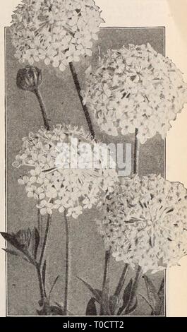 Dreer's Garten Buch Henry Dreer's Garten Buch/Henry A. Dreer. dreersgardenbook 1931 dree Jahr: Riesige Shirley Fingerhut Droiscus (Blaue Spitze Blüte) DidisCUS (Blaue Spitze Blume) PRO PKX. 2351 Coeruleus. Diese hübsche und interessante Jahrbuch blüht die meisten ausgiebig von Juli bis November; auch ausgiebig für Frühjahr Blüte in einem kühlen Gewächshaus verwendet werden; ihre exquisiten blass Lavendel Blüten sind hervorragend zum Schneiden; Pflanzen wachsen ca. 18 Zoll hoch, und haben gleichzeitig so viele wie 50 Blüten öffnen. (Siehe .) Oz, 50 cts 0 $ 15 Digitalis (Fingerhut) Schön und sehr dekorativen robuste Anlagen Stockfoto