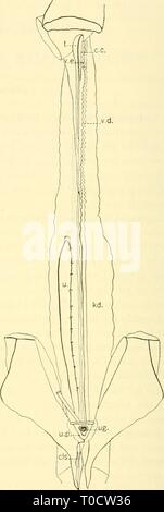 Die knorpelfischen Fische (1934) den knorpelfischen Fische elasmobranchfish 03 dani Jahr: 1934 Abb. 251. Urogenitales System der unreifen Heptanchiis maculattis. (Frances Torrey, orig.) A. weiblich. B. männlich. c. c, zentralen Kanal der Hoden; cl., Kloake; Els., clasper; ct., sammeln Tube; fl., Trichter; l-d., Niere; od., Eileiter; ov., Eierstock; s b., shell Drüse; t., der Hoden; u., Harnleiter; Ug., Sinus urogenitalis; u. s., Harnwege Papille; USA, Harnwege sinus; v. d., Vas deferens; v. e., Vas efferens; w. d., Wolff'schen Duett. Stockfoto