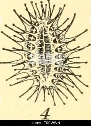 Elementare Biologie; eine Einführung in die elementare Biologie; eine Einführung in die Wissenschaft des Lebens elementarybiolog 00 grue Jahr: 1924 Stockfoto