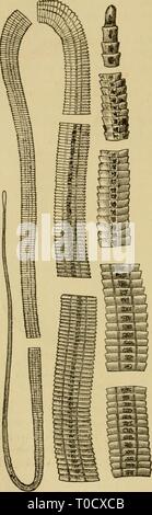 Elementare Lehrbuch der Zoologie, allgemeine Elementare Lehrbuch der Zoologie, Allgemeiner Teil und Besonderer Teil: protozoen elementarytextbo 00 clau Jahr Insecta: 1892 336 EriiIES, hat eine sehr unregelmäßige Form; - die Form, die bewohnt Haustier 3, E.scoliciparicns, häufiger die Form des einfachen Vesikel behält. Schließlich Diese echinococcus Zysten häufig bleiben steril, in welchem Fall sie aufgerufen werden Acejuialocyxts. Und in der Tat pathologische Form ist die so genannte multilocular Echinococcuf, die für eine lange Zeit für ein Kolloid Krebs genommen wurde. Es ist auch gefunden in Mammalia (i Stockfoto