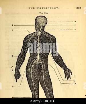 Elementare Anatomie und Physiologie grundlegende Anatomie und Physiologie: für Hochschulen, Akademien und andere Schulen elementaryanato 00 hitc Jahr: 1869 Stockfoto