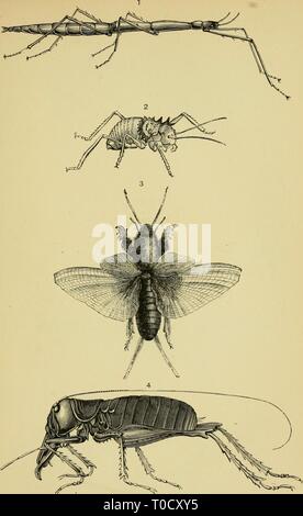 Elementare Text - das Buch der Entomologie (1892) Elementare Text - das Buch der Entomologie elementarytextbo 00 kirb Jahr: 1892 Platte XXII.