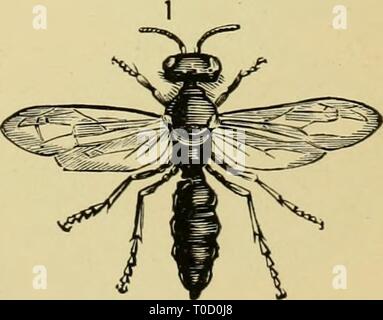 Elementare Text - das Buch der Entomologie (1892) Elementare Text - das Buch der Entomologie elementarytextbo 00 kirb Jahr: 1892 Platte XXXI.